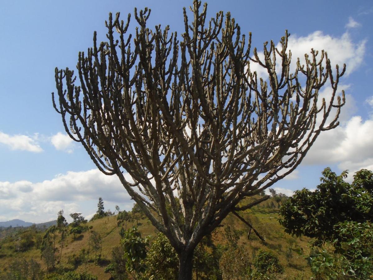 Themi Valley Eco And Cultural Tourism Homestay Arusha Dış mekan fotoğraf